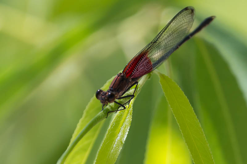 American Rubyspot